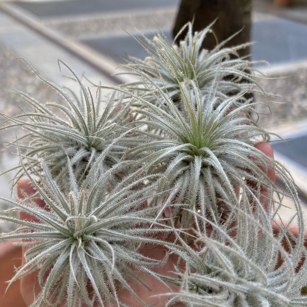 Tillandsia TECTORUM - SBAMGLASS -