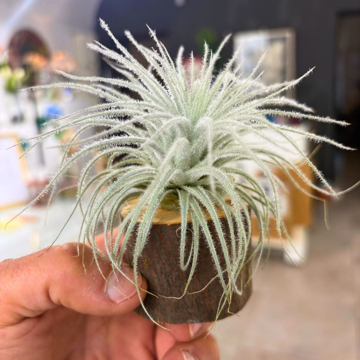 Tillandsia TECTORUM - SBAMGLASS -