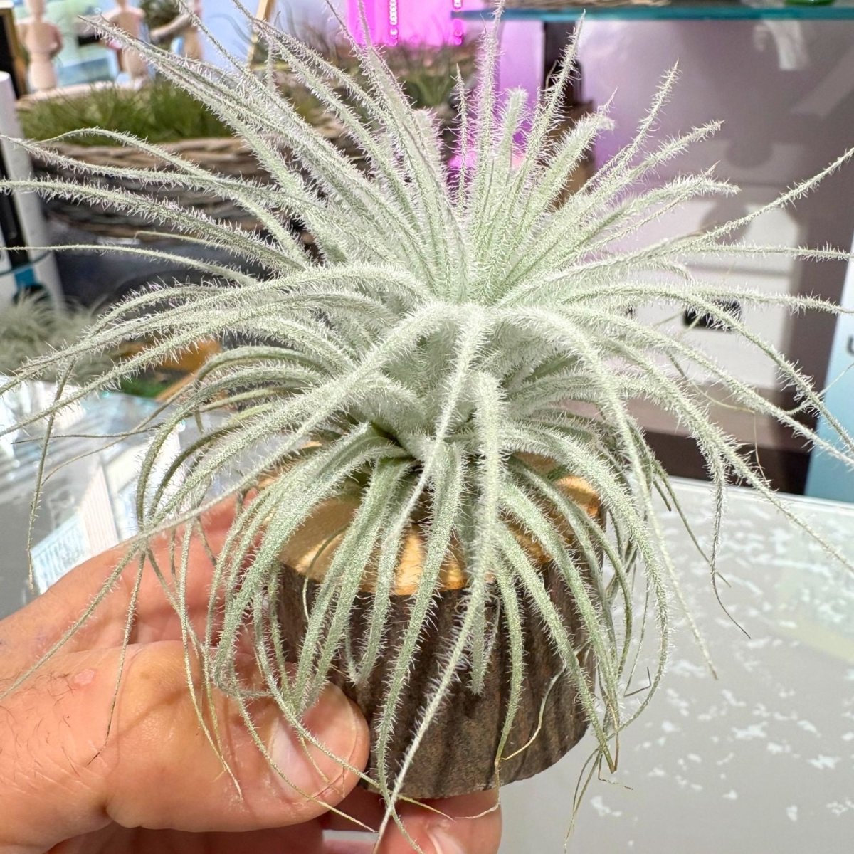 Tillandsia TECTORUM - SBAMGLASS -