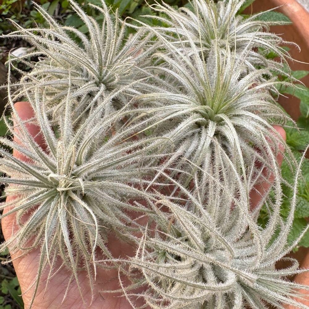 Tillandsia TECTORUM - SBAMGLASS -