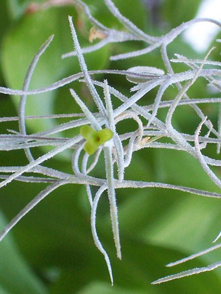 Tillandsia USNEOIDES - SBAMGLASS -