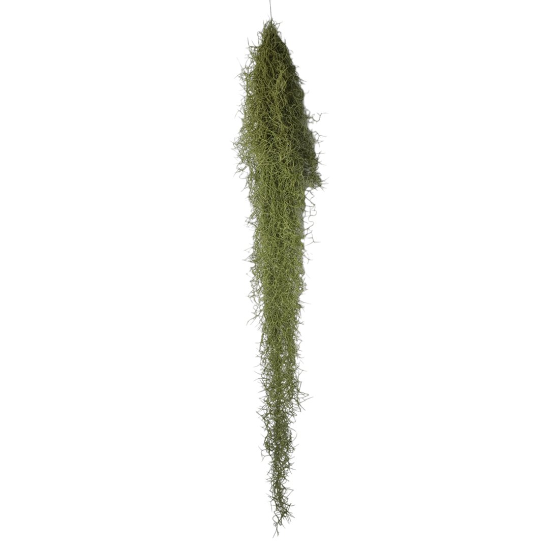 Tillandsia - USNEOIDES XL - SBAMGLASS -