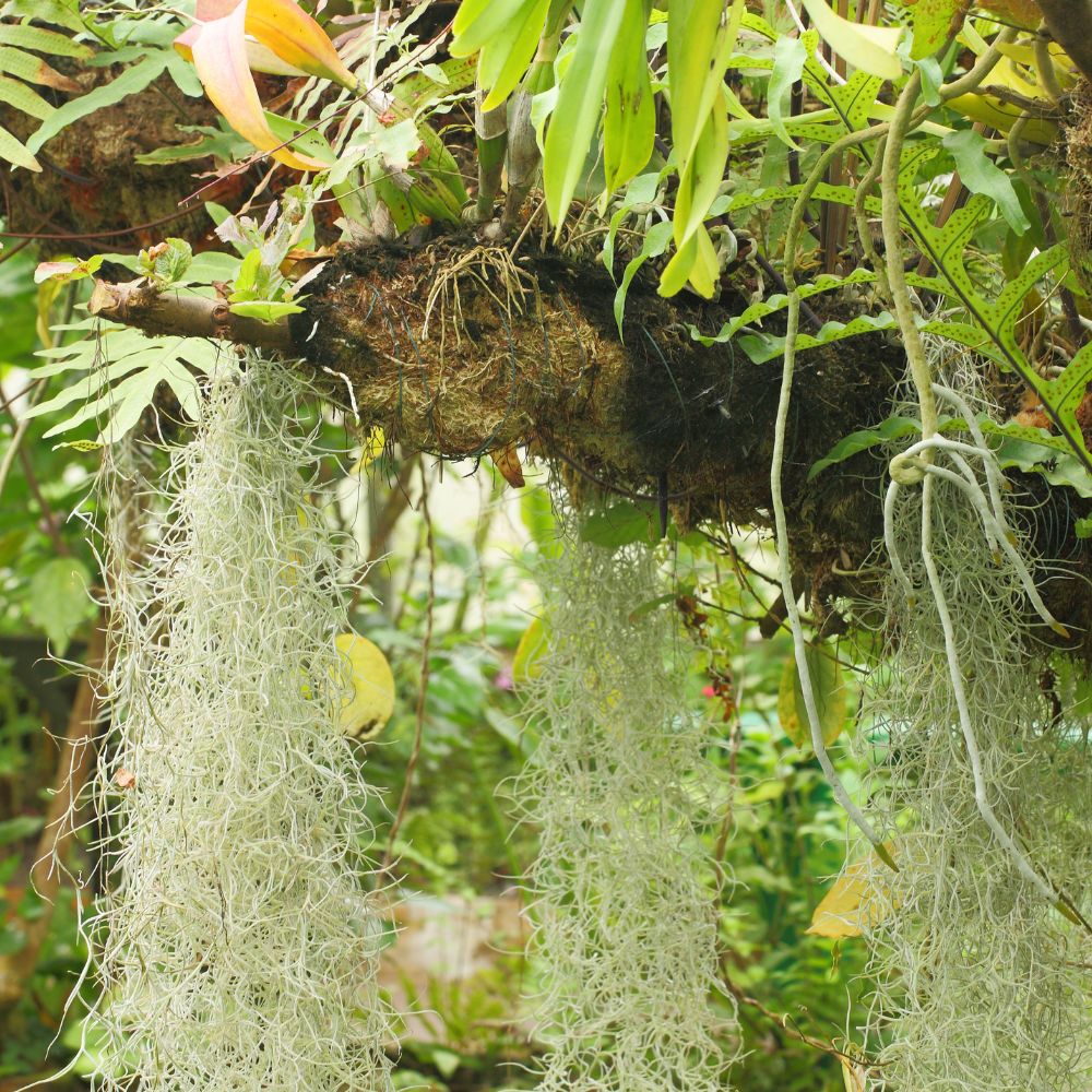 bromelie tillandsia usneoides Tillandsia USNEOIDES