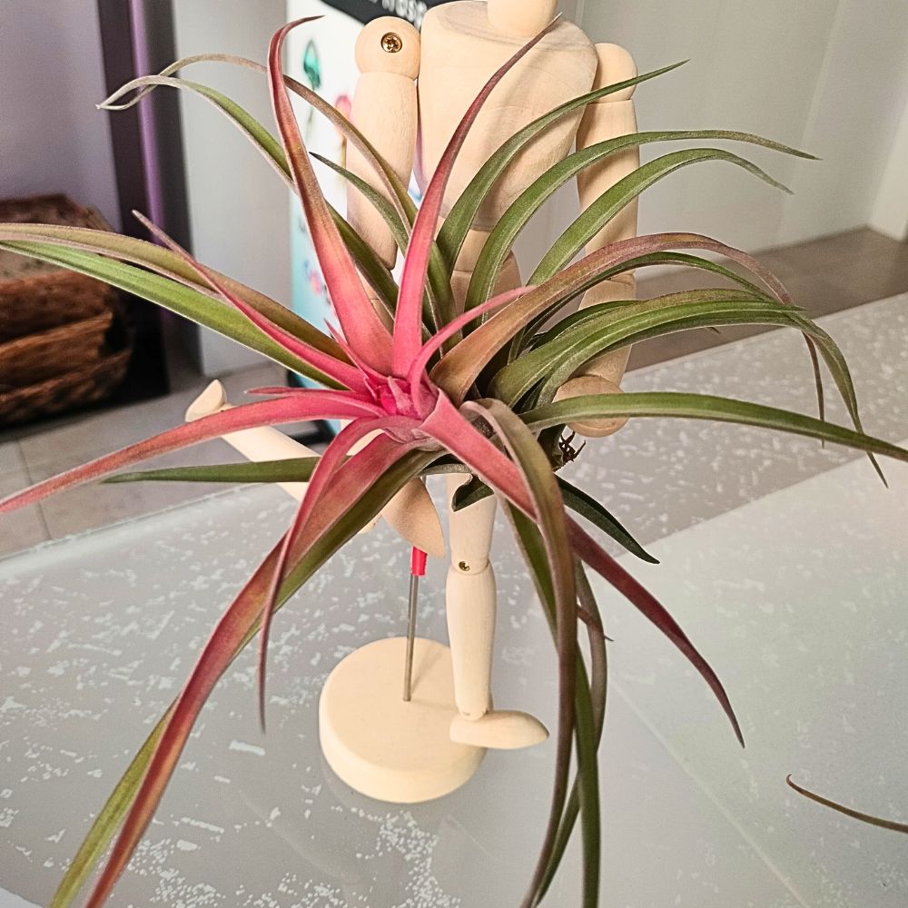 velutina air plant care Tillandsia VELUTINA
