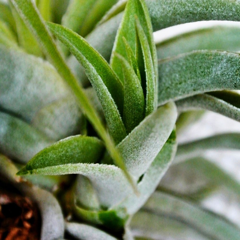 Tillandsia VELUTINA - SBAMGLASS -