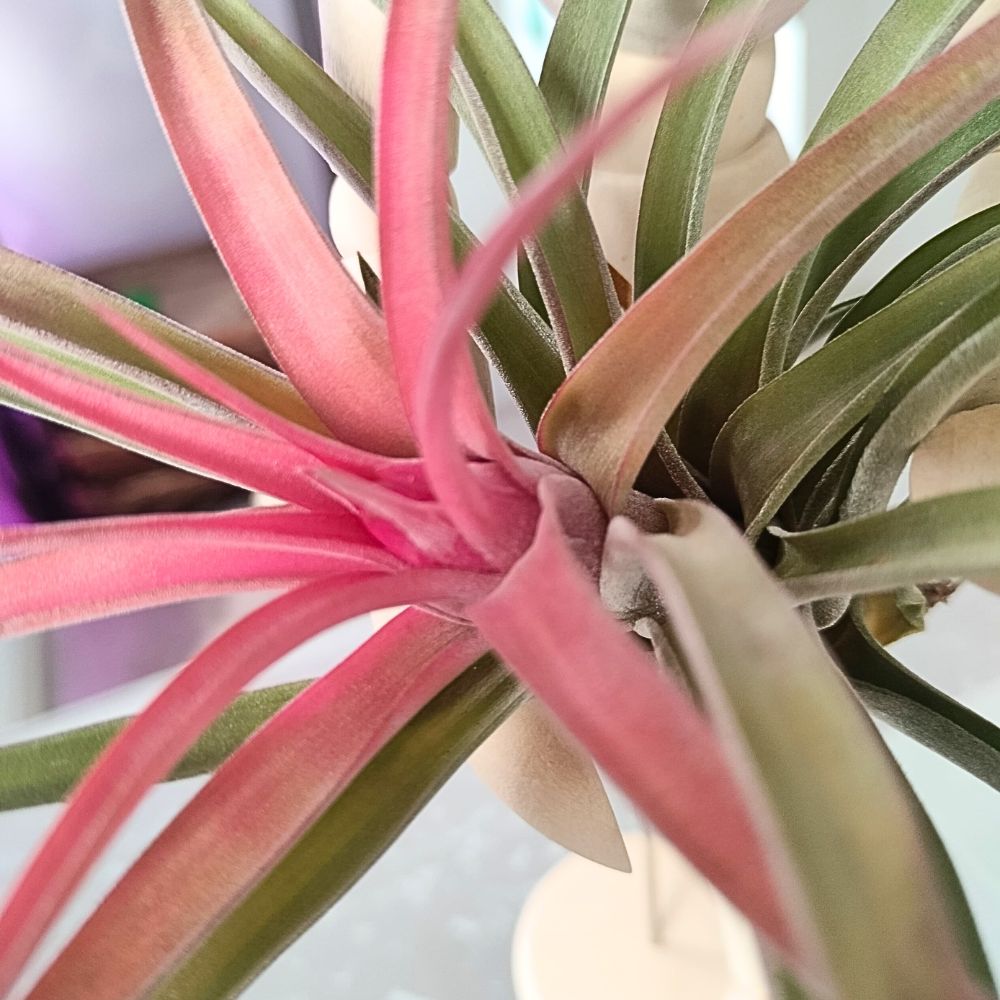 Tillandsia VELUTINA - SBAMGLASS -
