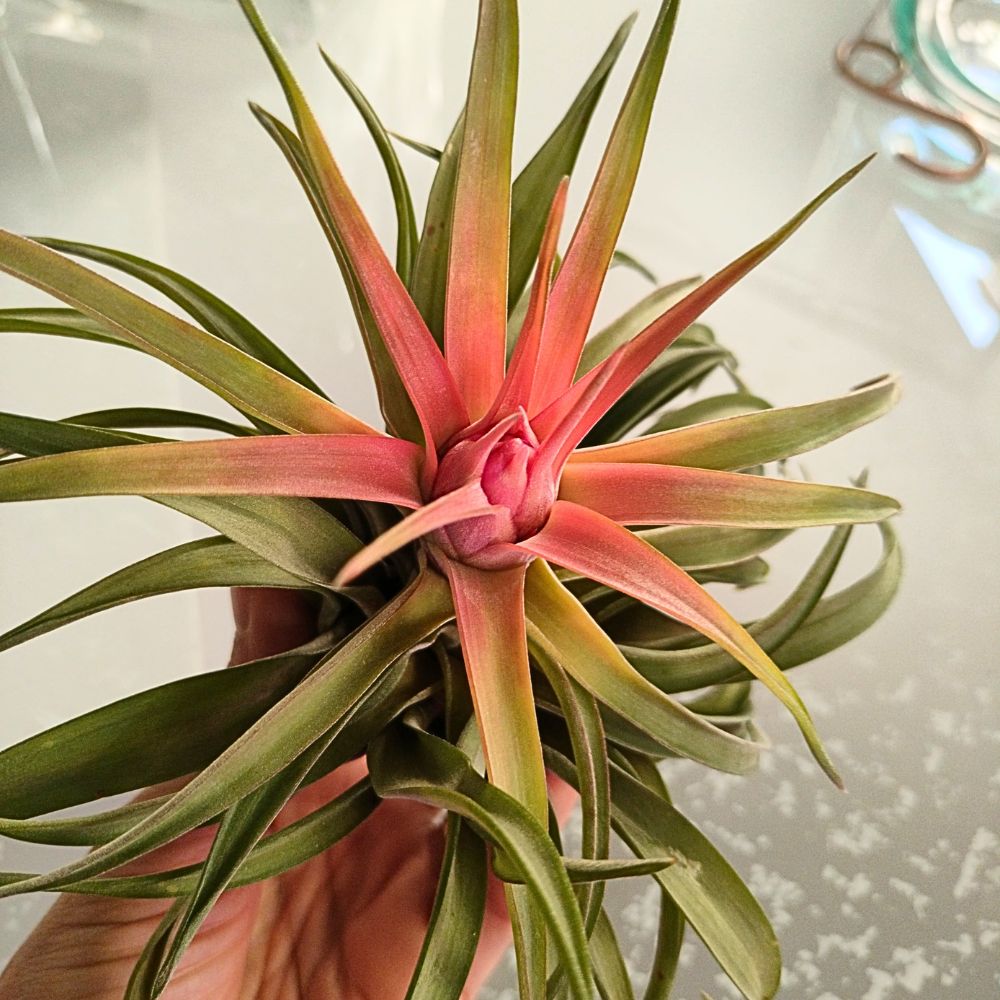 Tillandsia VELUTINA - SBAMGLASS -