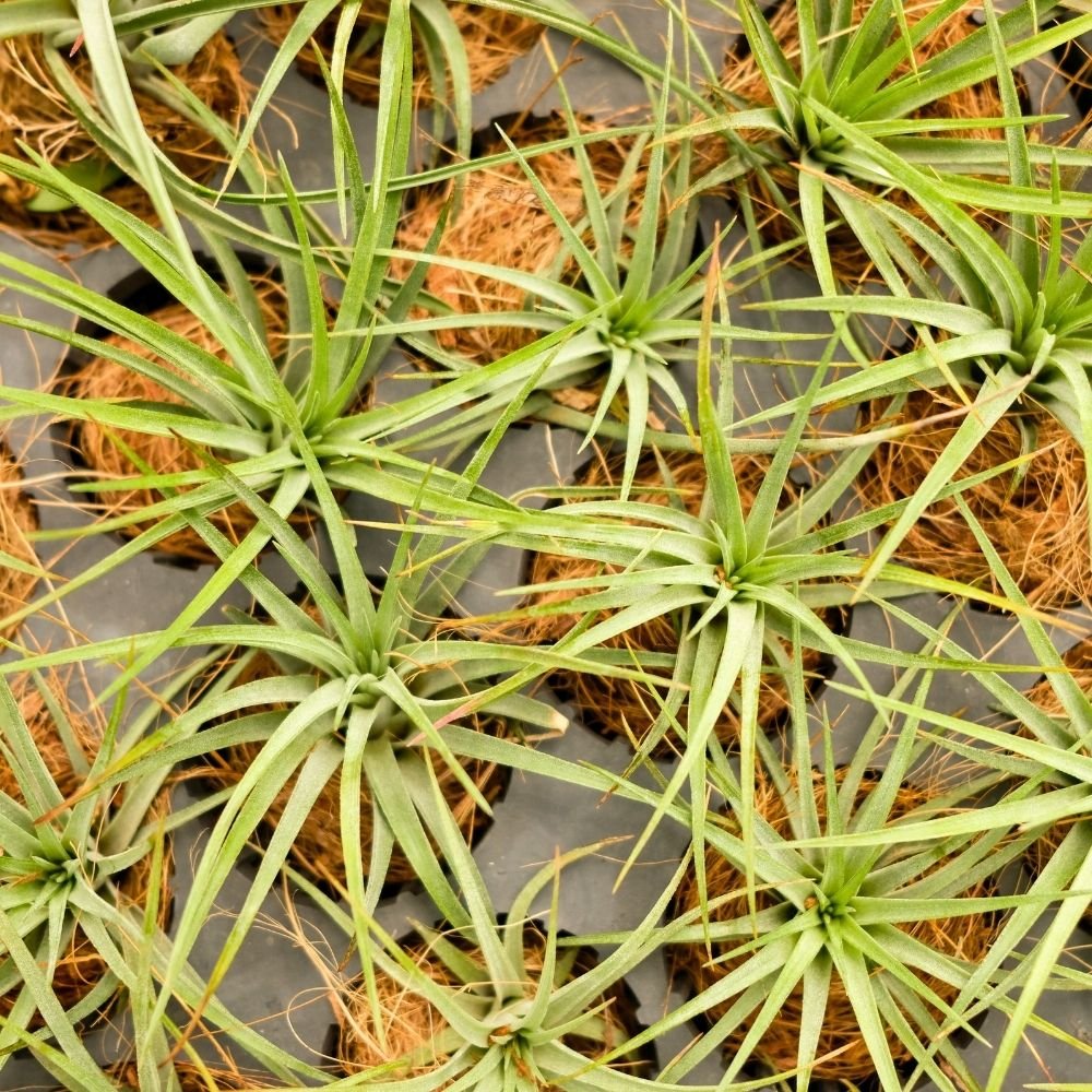 Tillandsia VELUTINA - SBAMGLASS -