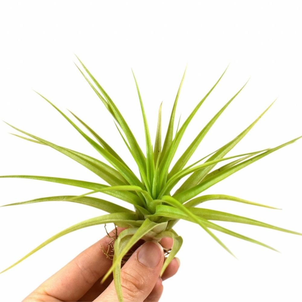 Tillandsia VELUTINA - SBAMGLASS -