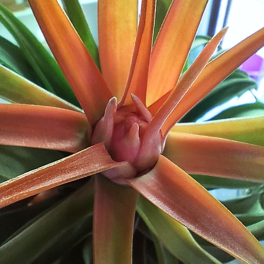 Tillandsia VELUTINA - SBAMGLASS -