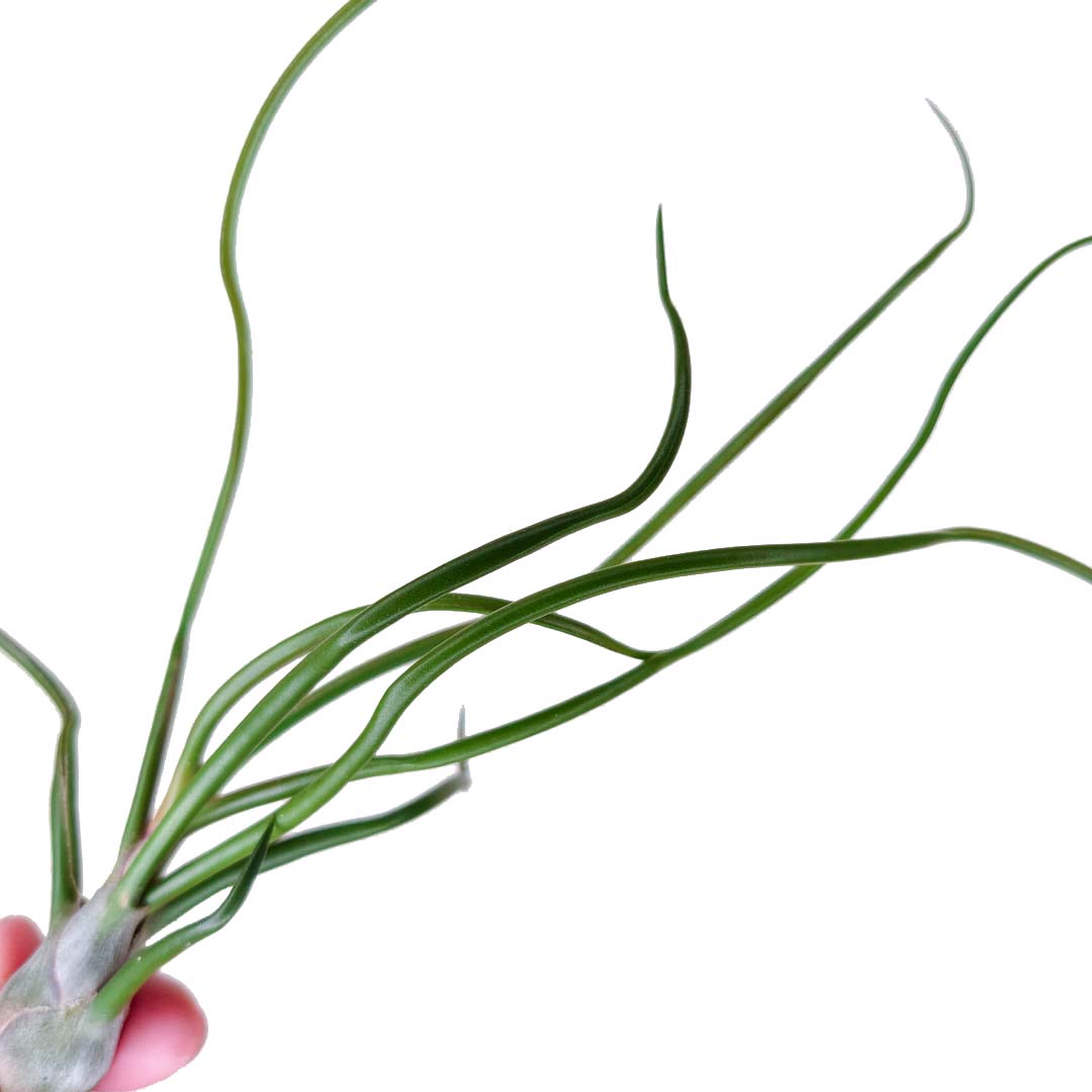 Tillandsia - BULBOSA - SBAM -