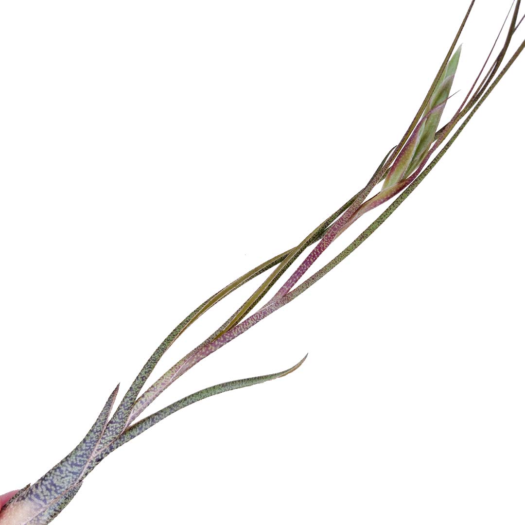 Tillandsia - BUTZII - SBAMGLASS -