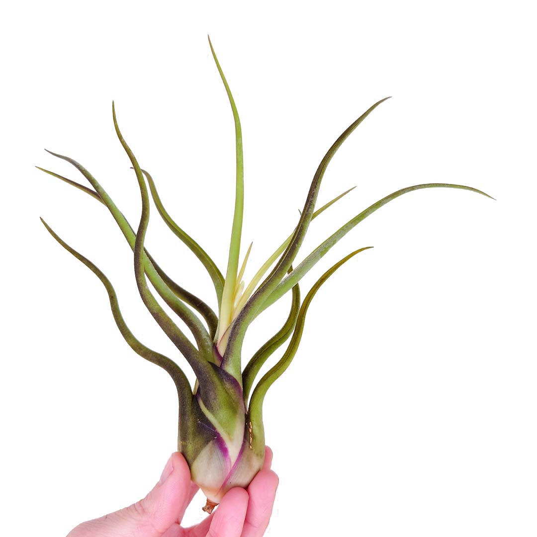 Tillandsia - CAPUT MEDUSAE - SBAM -