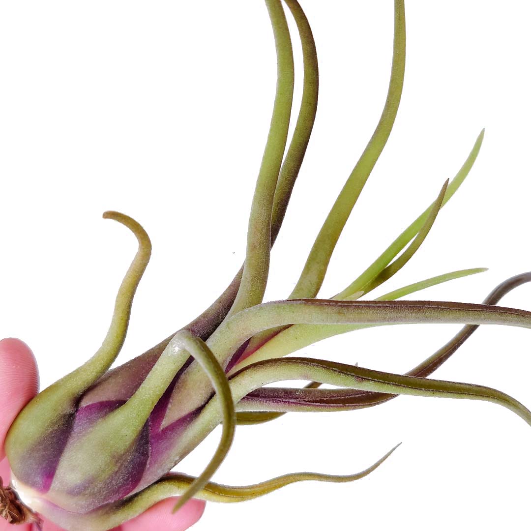 Tillandsia - CAPUT MEDUSAE - SBAM -
