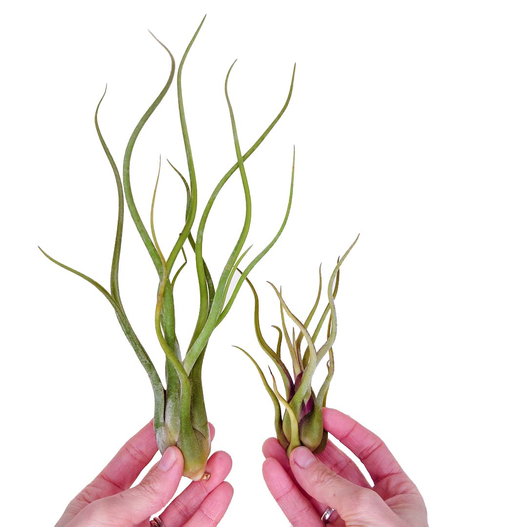 Tillandsia - CAPUT MEDUSAE - SBAM -