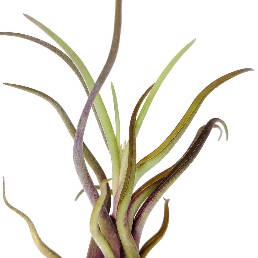 Tillandsia - CAPUT MEDUSAE - SBAM -