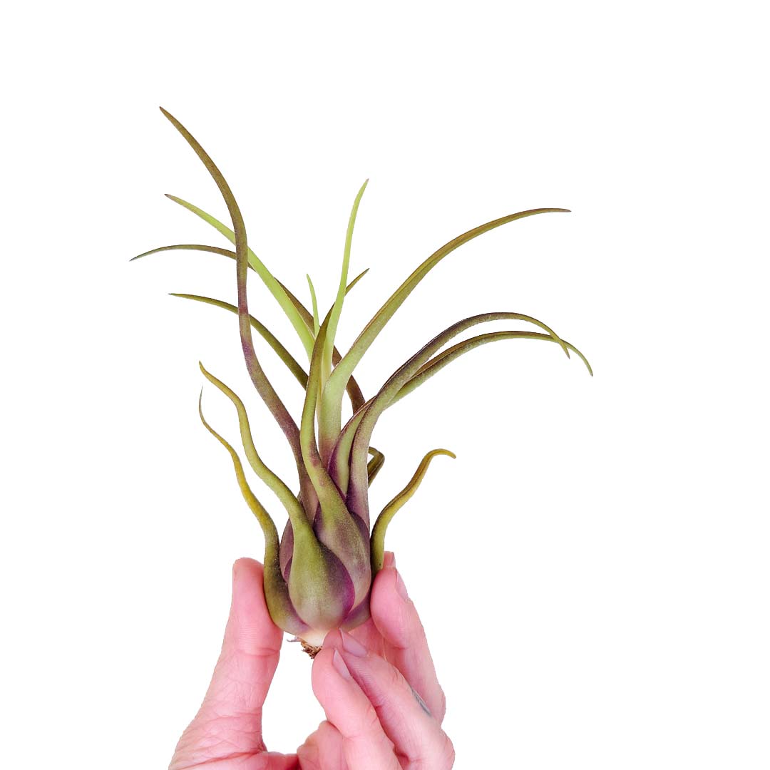 Tillandsia - CAPUT MEDUSAE - SBAM -