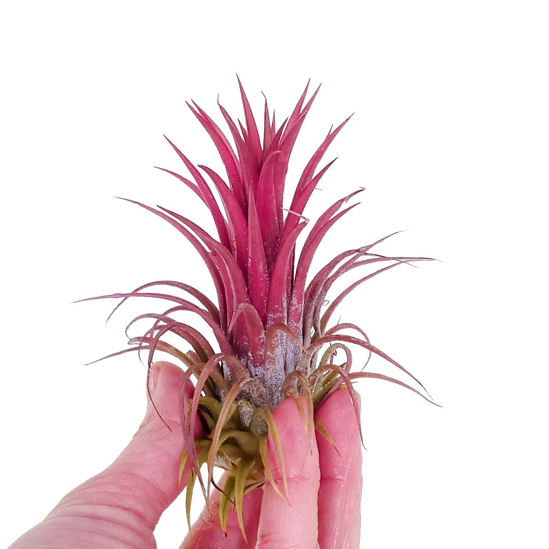 Tillandsia - IONANTHA