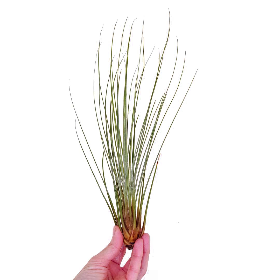 Tillandsia - JUNCEA XL – SBAMGLASS