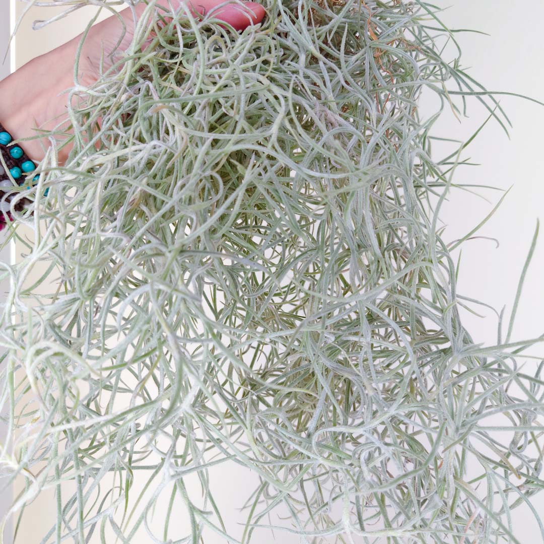 Tillandsia - USNEOIDES XL - SBAM -