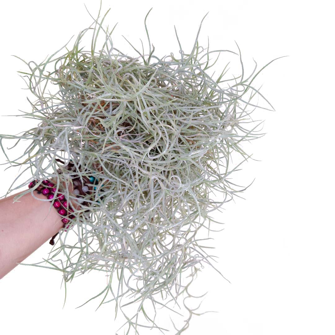 Tillandsia - USNEOIDES XL - SBAM -
