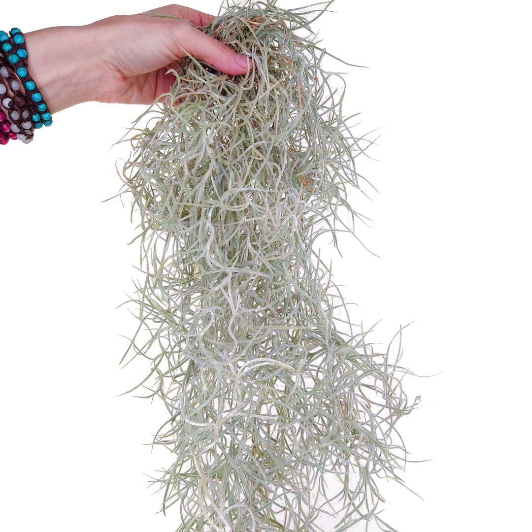 Tillandsia - USNEOIDES XL - SBAM -