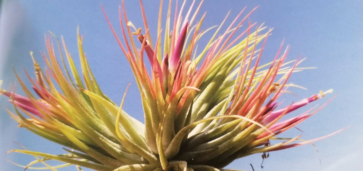 TILLANDSIA SCAPOSA – SBAMGLASS