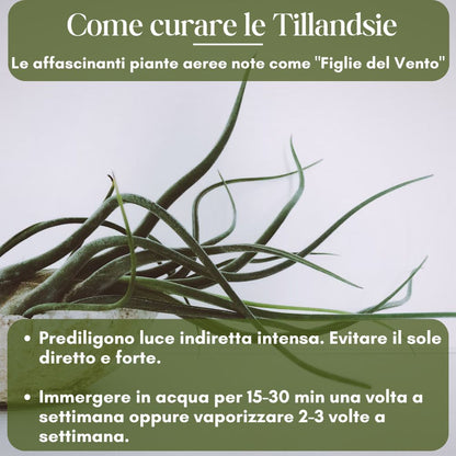 Tillandsia - CAPUT MEDUSAE