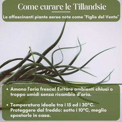 Tillandsia - CAPUT MEDUSAE