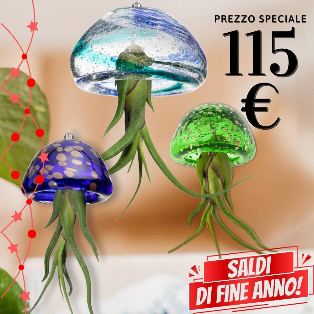 🌟 FAMIGLIE JELILY – 3 Porta Tillandsia in un unico Regalo