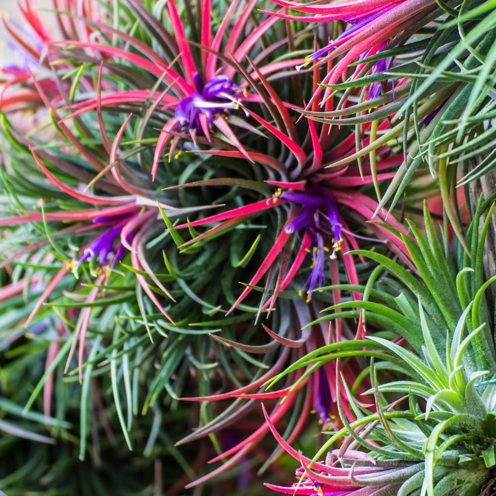 IONANTHA_IN_FIORE.jpg?v=