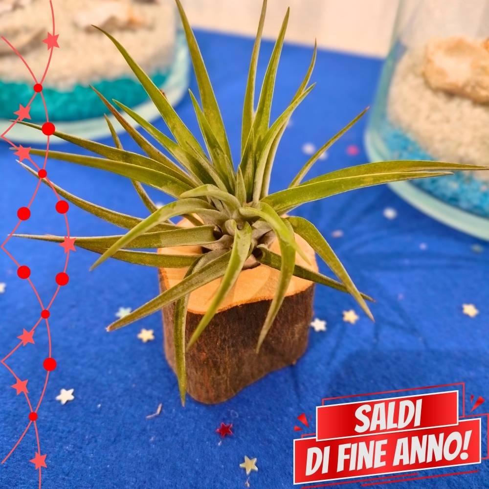 🌟 TRONCHETTO in legno porta TILLANDSIA