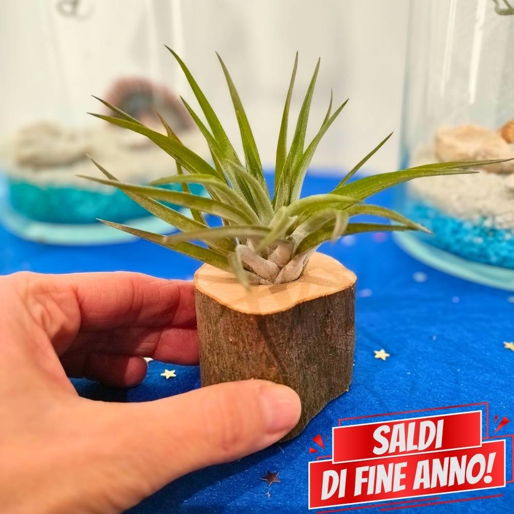 🌟 TRONCHETTO in legno porta TILLANDSIA
