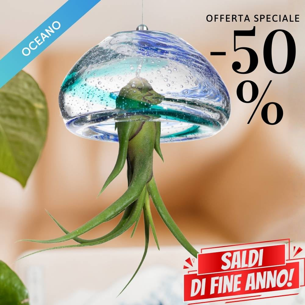 🌟 BIG JELILY - La Grande Medusa Porta Tillandsia