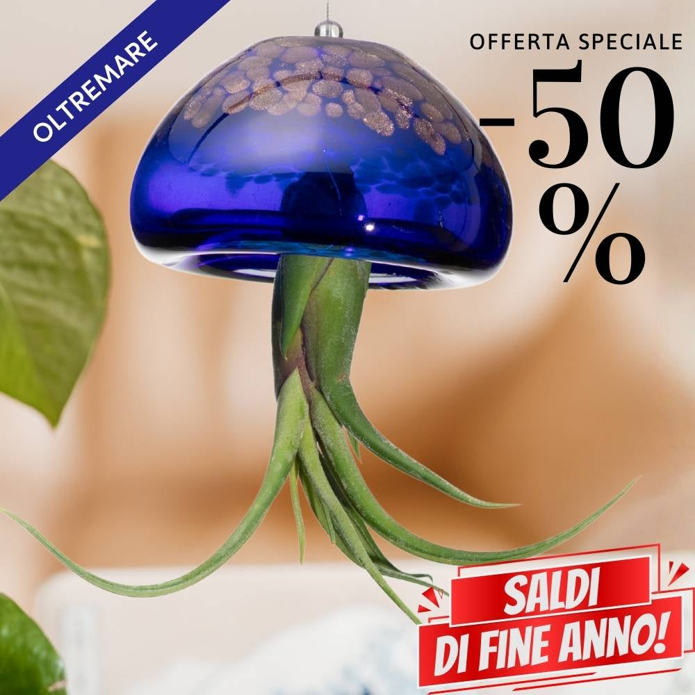 🌟 BIG JELILY - La Grande Medusa Porta Tillandsia
