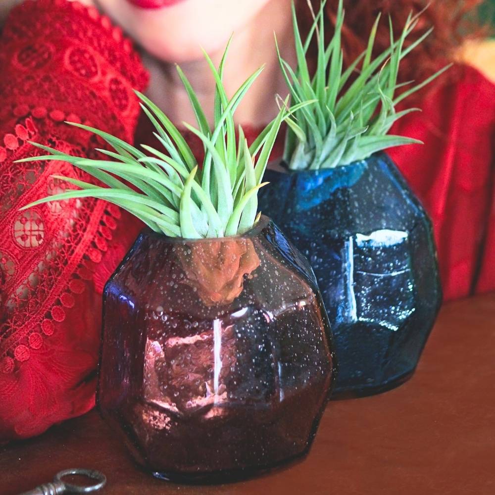 🌟 COPPIA GEMME - Porta Tillandsia