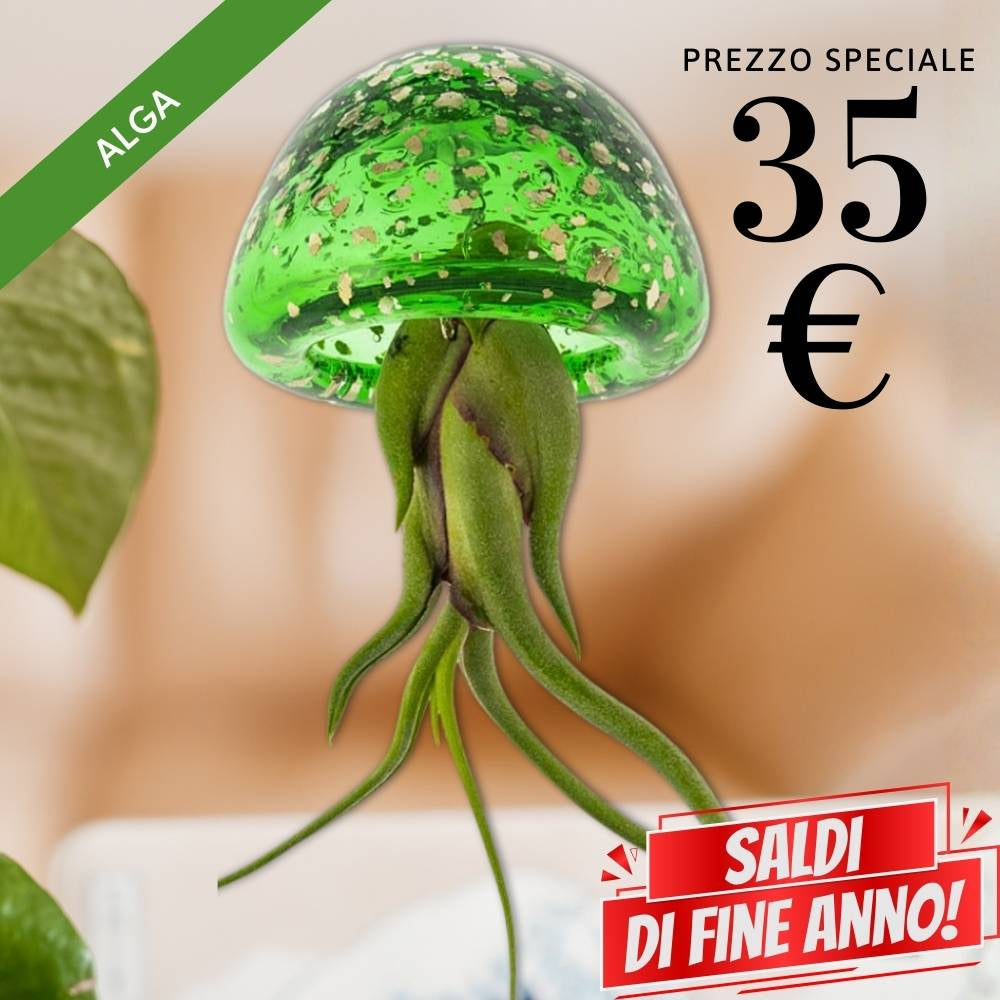 🌟 JELILY - La Medusa Porta Tillandsia