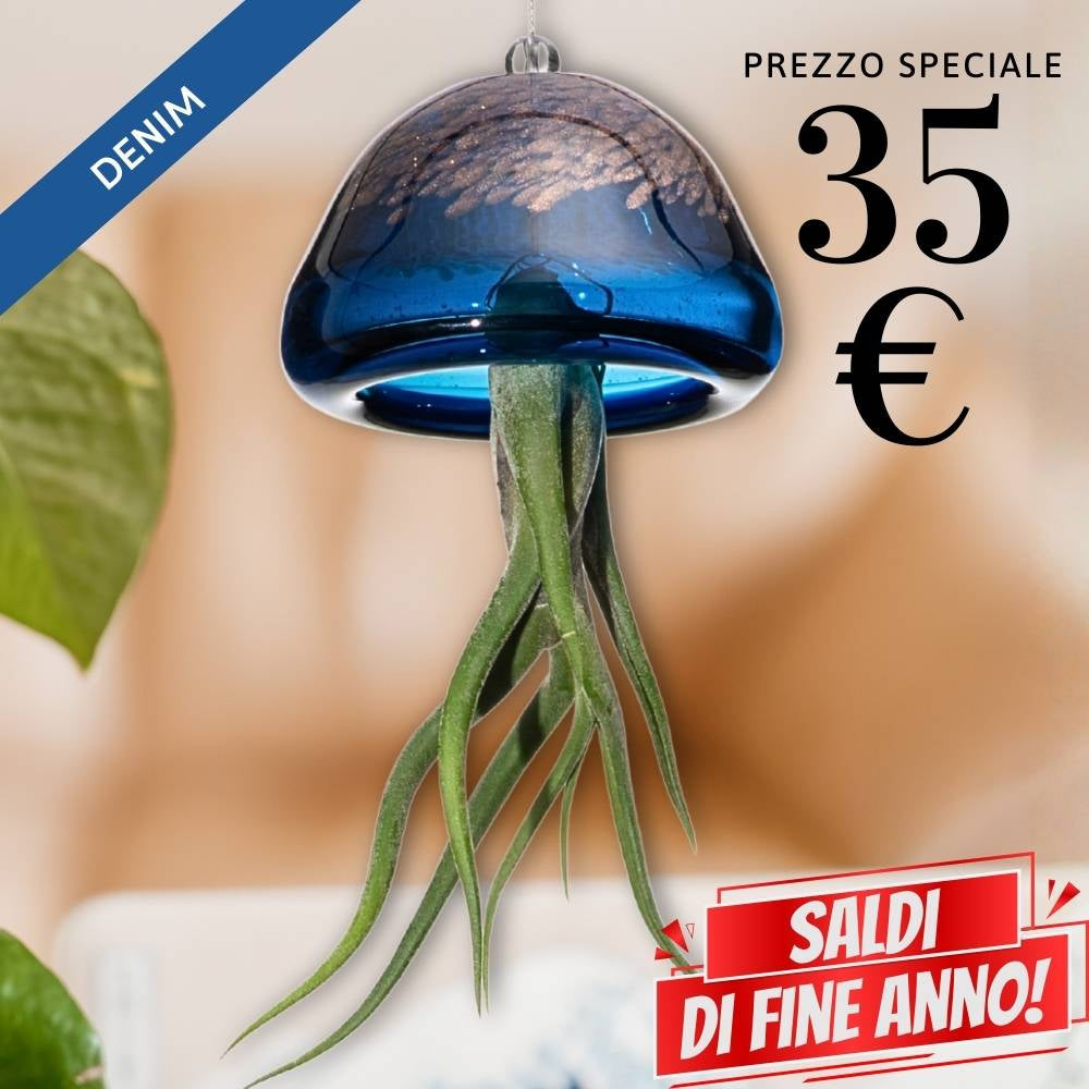 🌟 JELILY - La Medusa Porta Tillandsia