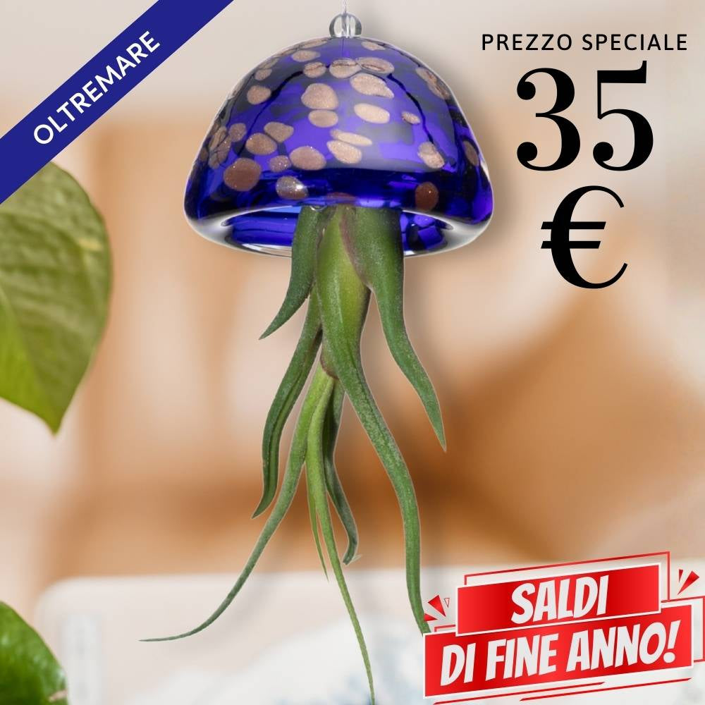 🌟 JELILY - La Medusa Porta Tillandsia