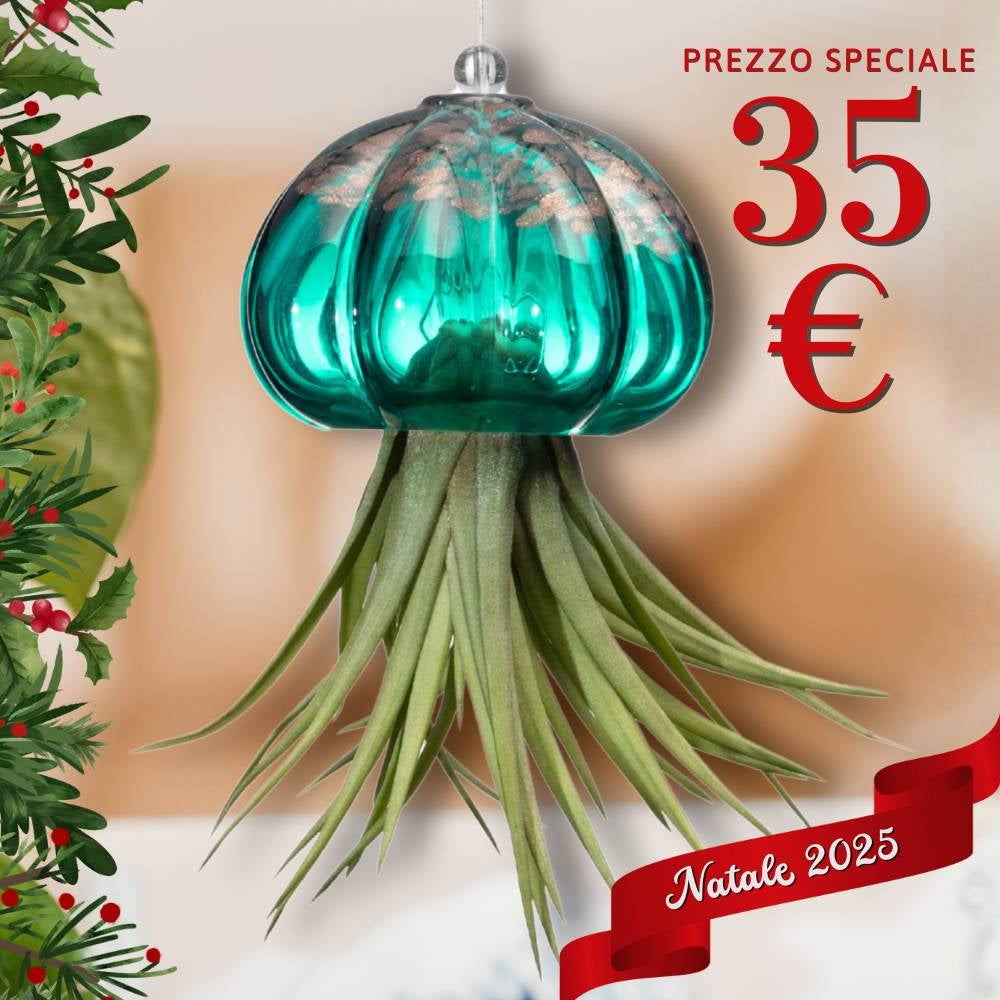 🎄 RICCIO - Porta Tillandsia