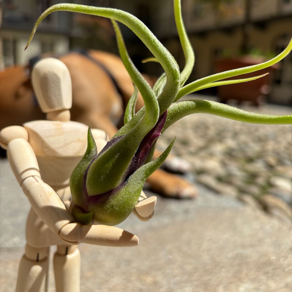 OMINO DI LEGNO con Tillandsia