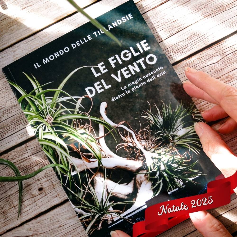 🎄 ACQUARIO VOLANTE - 3 JELILY Porta Tillandsie + LIBRO + INTEGRATORE - SBAMGLASS - Casa e giardino