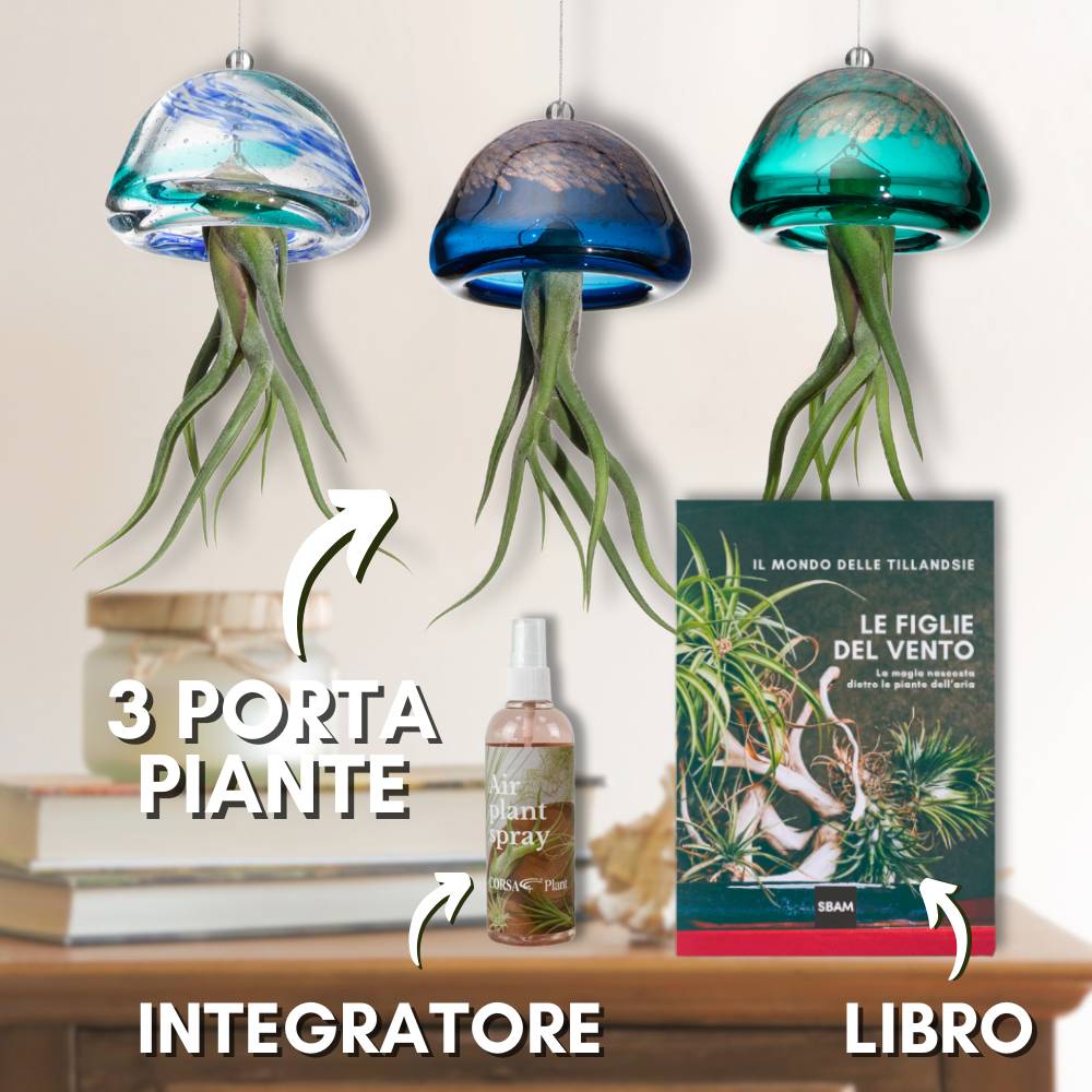 ACQUARIO VOLANTE - 3 JELILY Porta Tillandsie + LIBRO + INTEGRATORE - SBAMGLASS - Casa e giardino