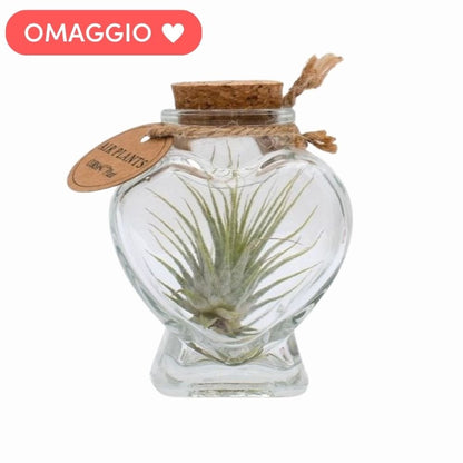 BIG JELILY DENIM + OMAGGIO Porta Tillandsia a forma di Cuore + SORPRESA - SBAMGLASS - Casa e giardino