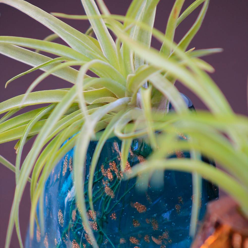 COPPIA GEMME - Porta Tillandsia - SBAMGLASS - Vasi