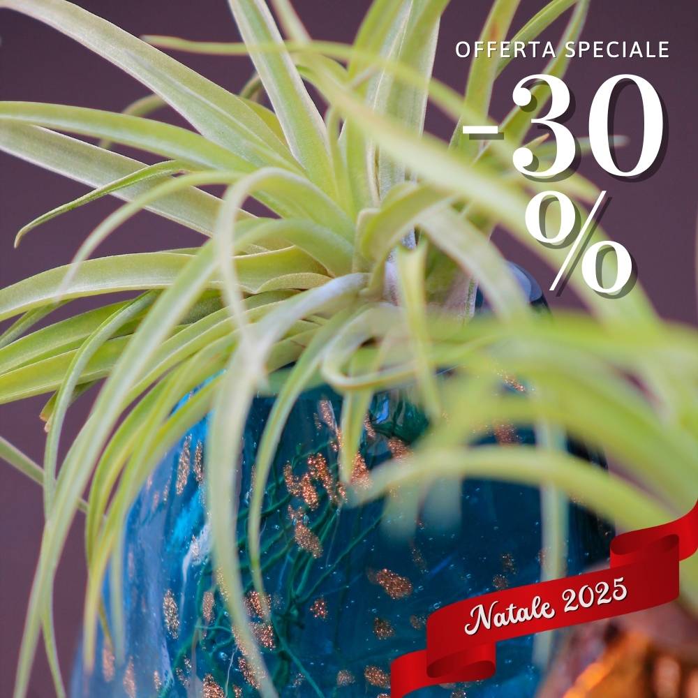 🎄 COPPIA GEMME - Porta Tillandsia - SBAMGLASS - Vasi