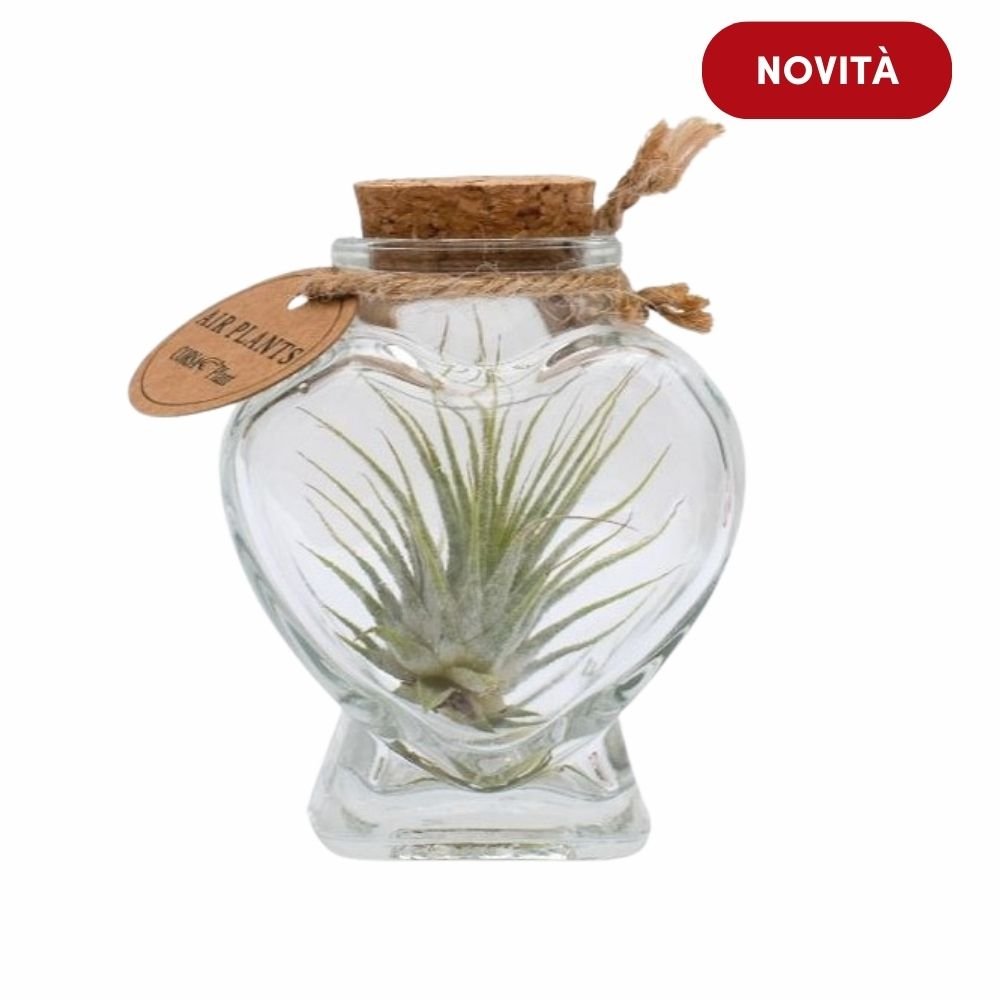 CUORE in VETRO porta TILLANDSIA - SBAMGLASS - 