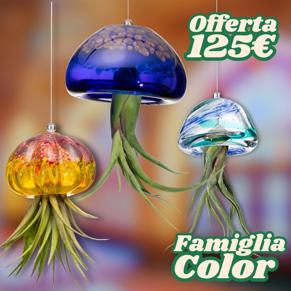 FAMIGLIE JELILY – 3 Porta Tillandsia - SBAMGLASS - Kit in Offerta