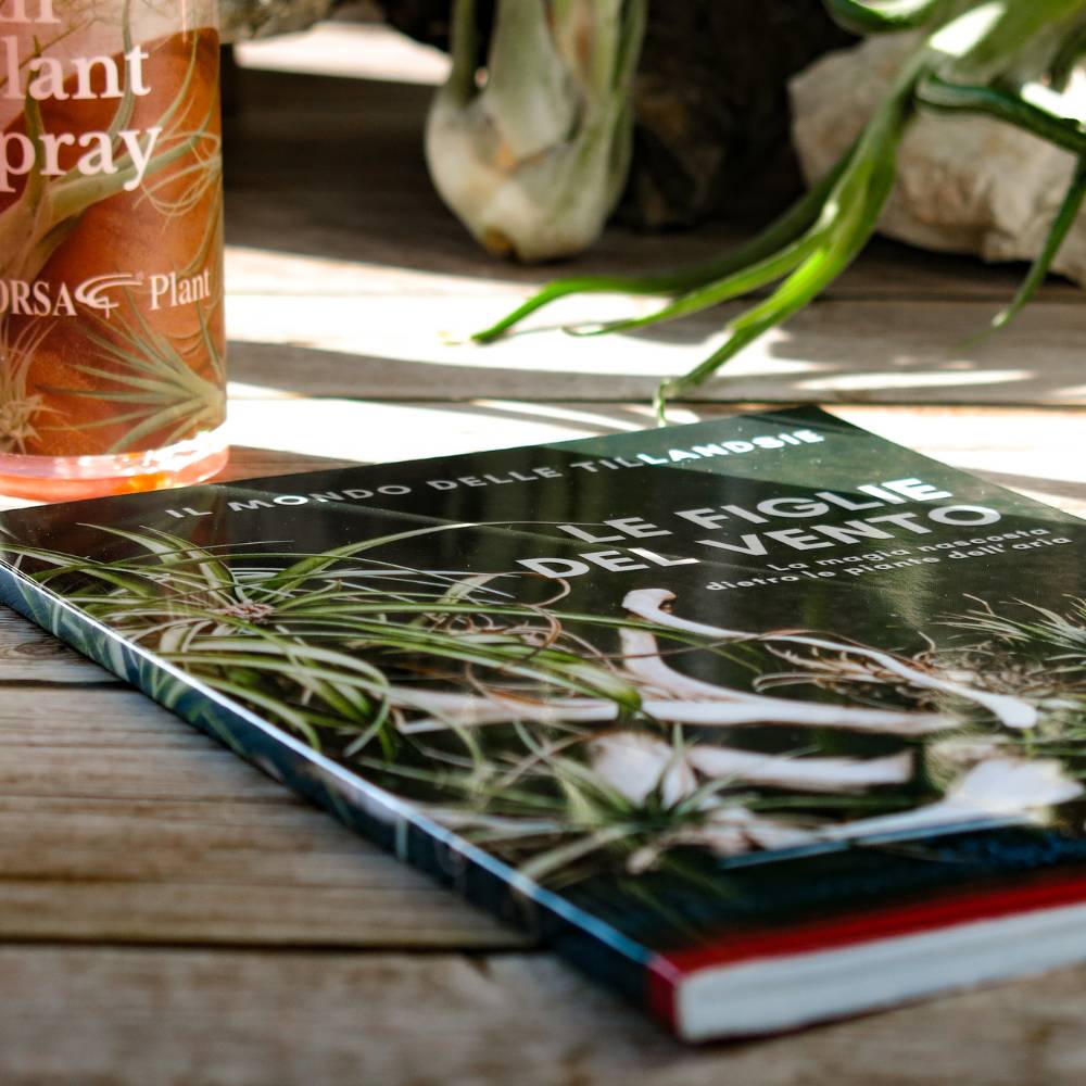 IL MONDO DELLE TILLANDSIE - Il Libro sulle Figlie del Vento - SBAMGLASS - Vasi