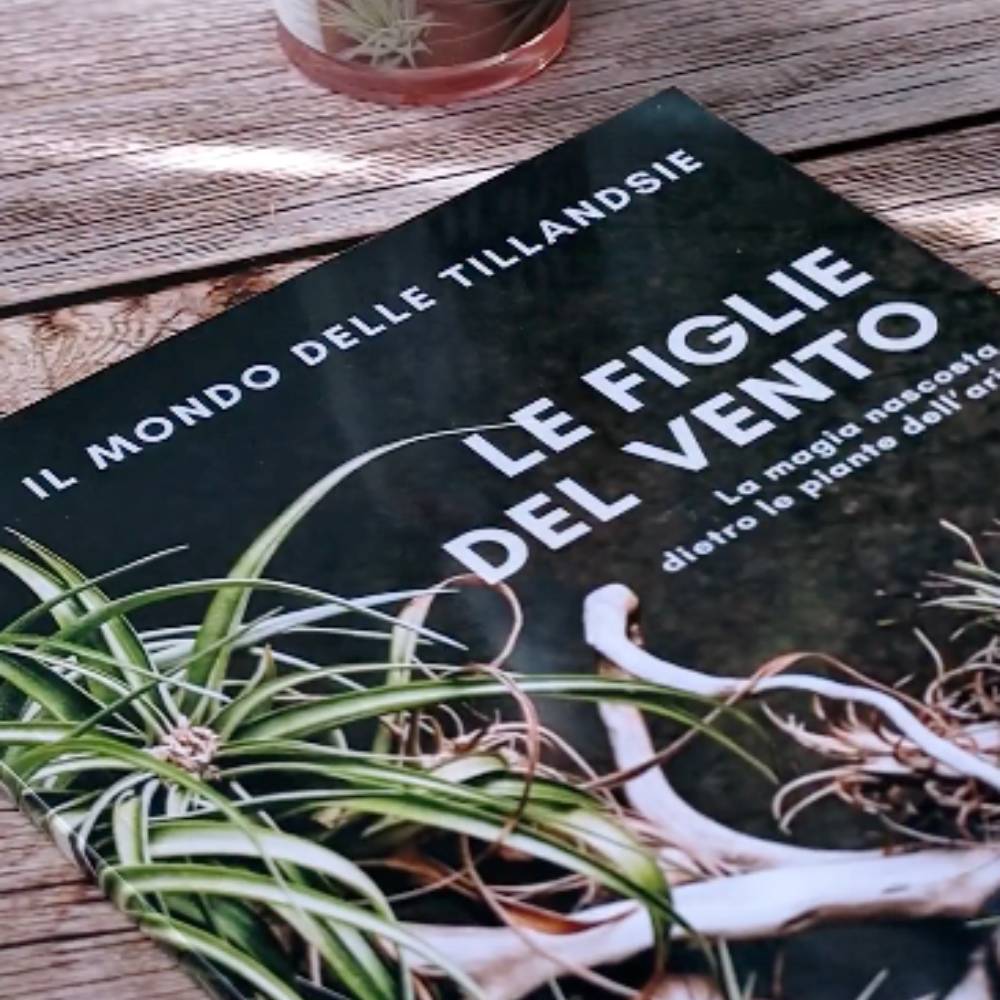 IL MONDO DELLE TILLANDSIE - Il Libro sulle Figlie del Vento - SBAMGLASS - Vasi